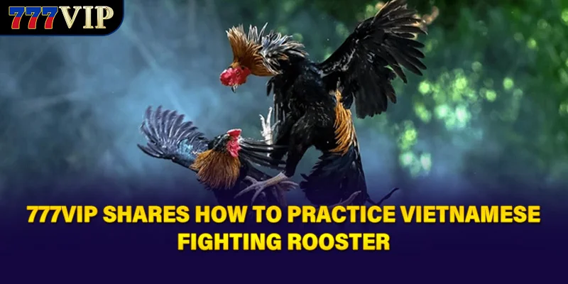 777VIP shares how to practice Vietnamese Fighting Rooster