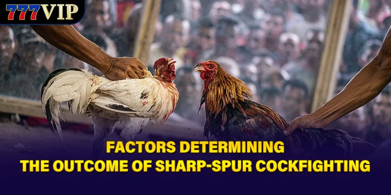 Factors determining the outcome of Sharp-Spur Cockfighting