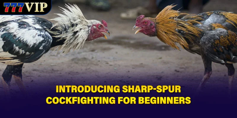 Introducing Sharp-Spur Cockfighting for beginners
