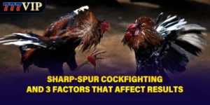 Sharp-Spur Cockfighting And 3 Factors That Affect Results