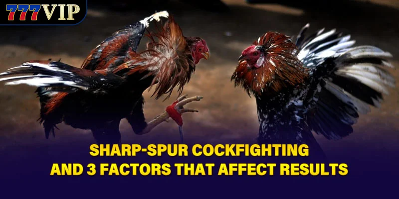 Sharp-Spur Cockfighting And 3 Factors That Affect Results