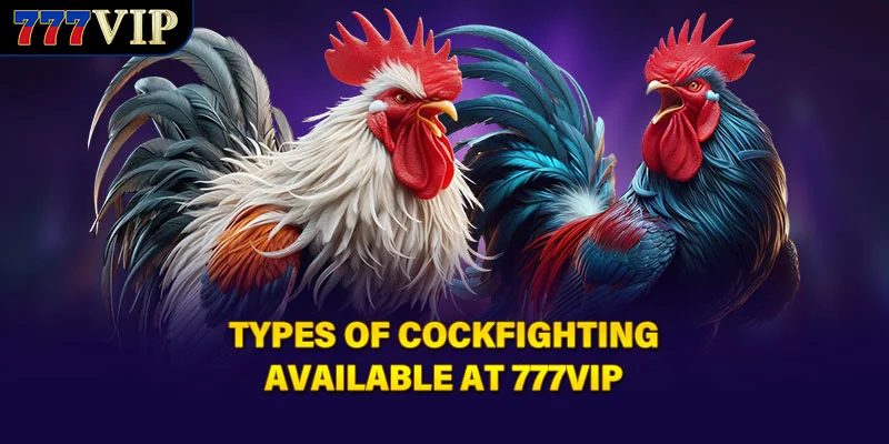 Types of cockfighting available at 777VIP