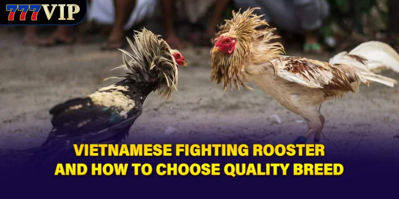 Vietnamese Fighting Rooster and how to choose quality breed