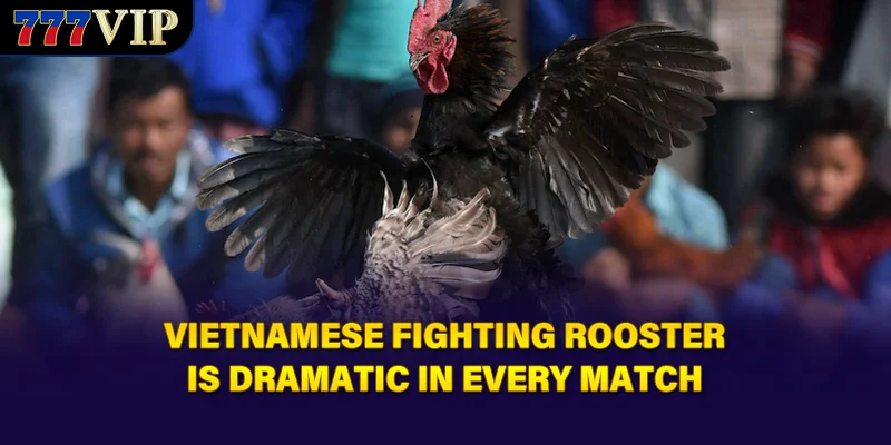 Vietnamese Fighting Rooster is dramatic in every match