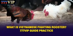 What Is Vietnamese Fighting Rooster? 777VIP Guide Practice