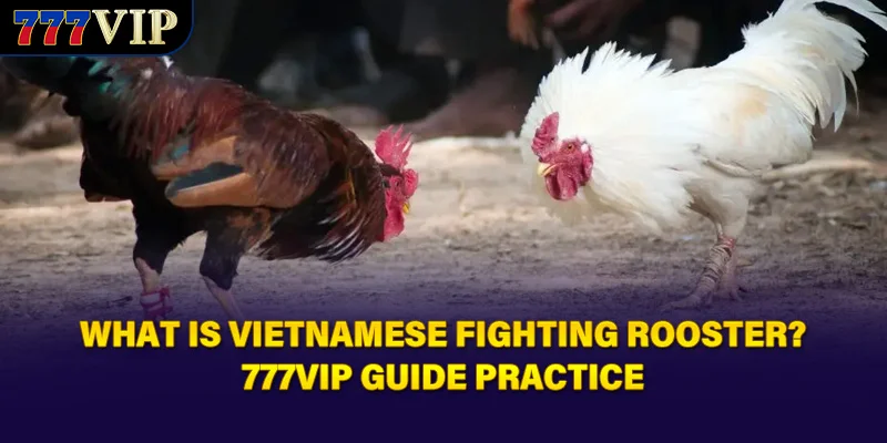 What Is Vietnamese Fighting Rooster? 777VIP Guide Practice